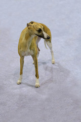ENGLISH CHART WHIPPET - a good thoroughbred dog, well manicured ready for the exhibition.