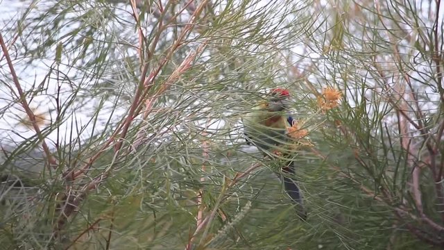 rosella bird Australia Queensland beautiful vibrant red and blue tropical colourful parrot