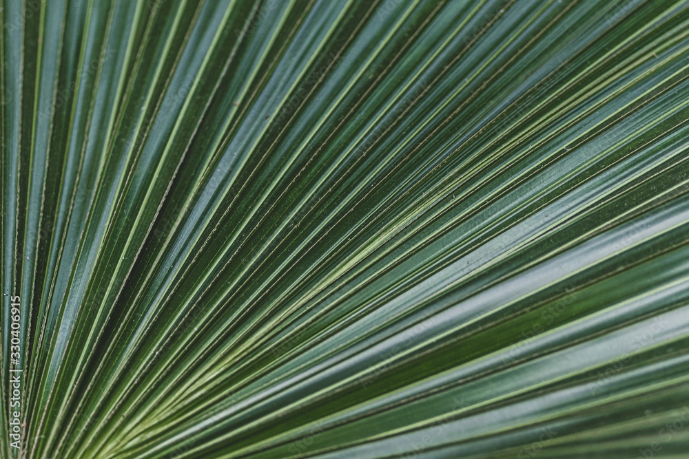 Wall mural Closeup shot of a saw palmetto plant leaves