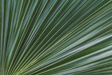 Closeup shot of a saw palmetto plant leaves