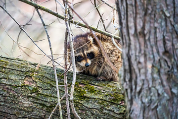 Raccoon On A Tree Branch