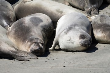 Seals basking in the sun at Seal Beach, California