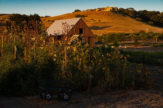 Shed and Sunflowers. Sunrise in Templeton, California.