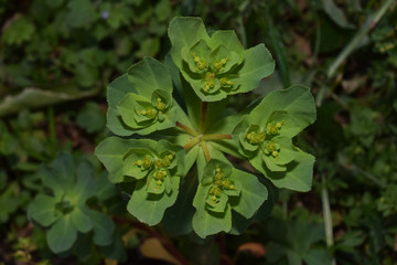 Plante : euphorbia esula, plante herbacée.