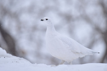 Willow ptarmigan are masters of winter disguise © JT Fisherman