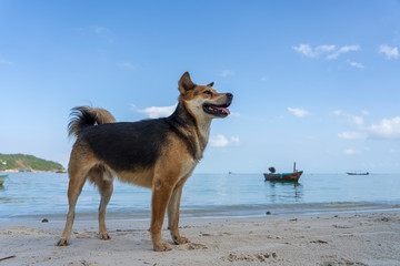 Dog on the beach near sea on the island of Koh Phangan, Thailand