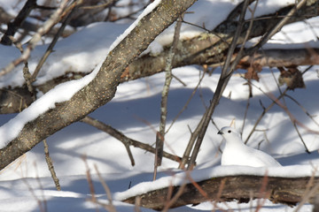 Willow ptarmigan in winter white