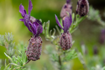 Lavender Flowers
