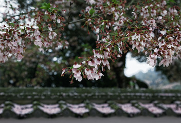 桜・散る #01 / 山口県岩国市横山紅葉谷公園