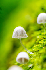  mushroom in the forest with blurred background