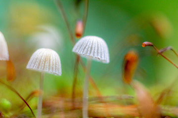 Fototapeta premium mushroom in the forest with blurred background