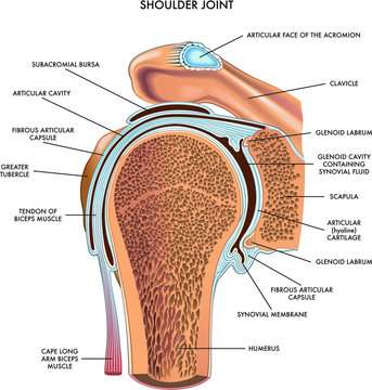 Shoulder joint illustrated and annotated with components on white.