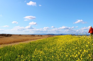 Fototapeta premium 菜の花 道 空 風景 渡良瀬 栃木県