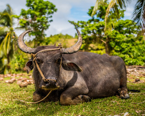 Philippines cow
