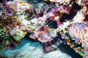 Lionfish, Pterois volitans in Latin. Coral reef in Red sea. Wildlife animal in water texture. Underwater world scuba diving experience background.