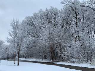 road in winter forest