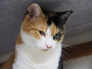 my pet