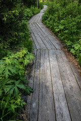 Fototapeta premium wooden walkway in a green forest