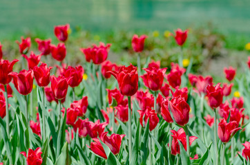 Bright club with red tulips a symbol of spring and thaw