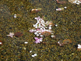 水面に浮かぶ桜の花びら