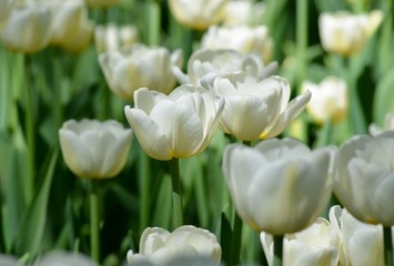 Bright club with white tulips a symbol of spring and thaw