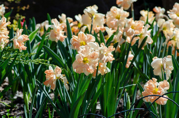 Large flower bed with large yellow daffodils close-up, traditional Easter spring flowers, beautiful spring floral background