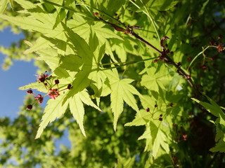 新緑の紅葉