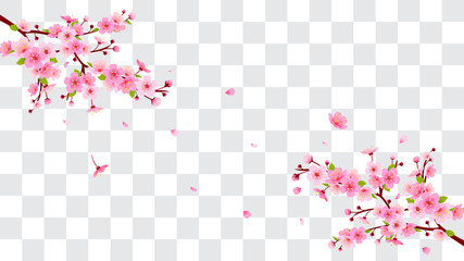 Spring Sakura branch with falling petals Vector illustration. Pink Cherry blossom isolated on fake transparent background. © Farosofa