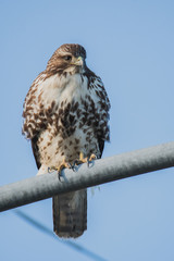 A picture of a Red-tailed Hawk perching on the lighting pole.   Vancouver BC Canada