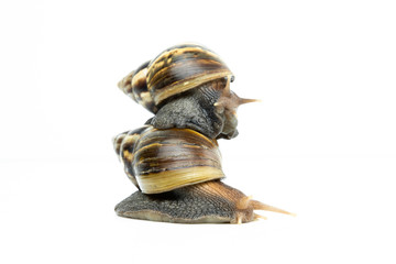 The snail on white background.