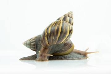 The snail on white background. snail, gastropod, winkle.