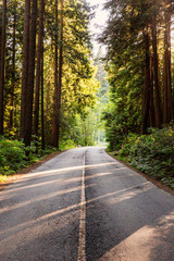 Naklejka premium North American forest road at sunset