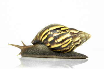 The snail on white background. snail, gastropod, winkle.