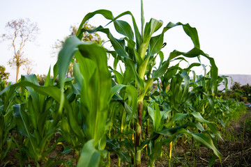 Obraz premium Corn fields from nature background.
