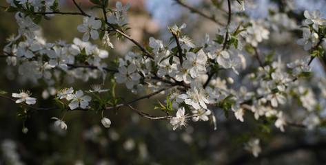 Blooming Plum tree branches covered with white flowers - closeup - 330412593
