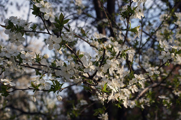 Blooming Plum tree branches covered with white flowers - closeup - 330412595