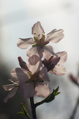 Close up of plum spring blossoms on tree branch - 330412596