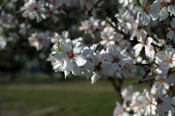 Blooming Plum tree branches covered with white flowers - closeup - 330412598