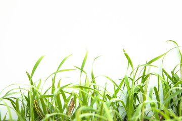 Obraz premium Green Grass on white background