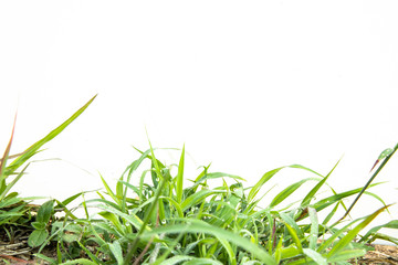 Green Grass on white background