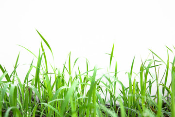 Green Grass on white background