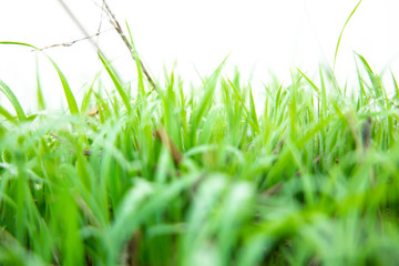 Green Grass on white background