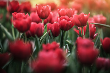 red tulips in the garden , spring-blooming and the flowers are usually large , so beautiful in garden
