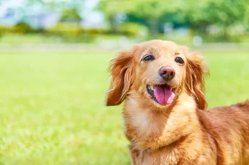 Fototapeten 笑顔の犬 © ISPHOTO