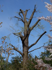 枝の切られた木立