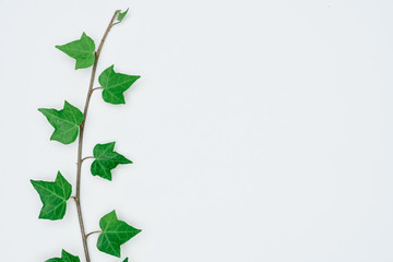 Creative layout made of papers and leaves Flat lay. Minimal nature concept.