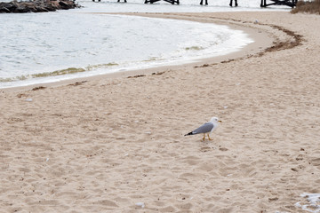 Obraz premium A seagull hunting for food along the beach and sidewalks at the Yorktown Beach in Virginia.