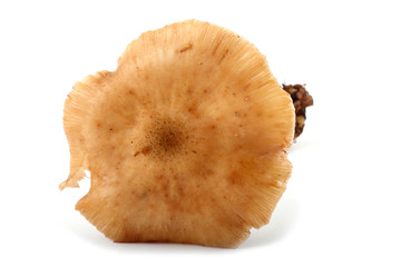 Honey fungus mushroom