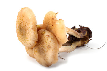 Honey fungus mushroom