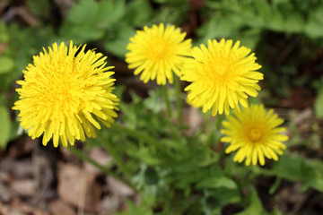 Dandelions